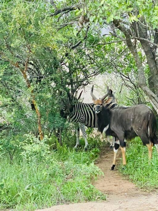 Wildheart Safari - Main Apartment Hoedspruit Luaran gambar