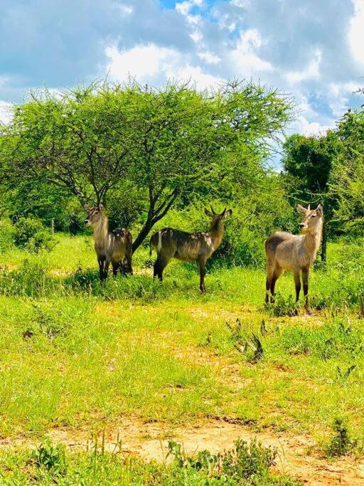 Wildheart Safari - Main Apartment Hoedspruit Luaran gambar