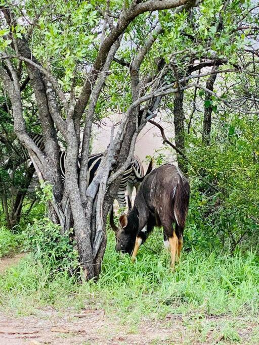 Wildheart Safari - Main Apartment Hoedspruit Luaran gambar