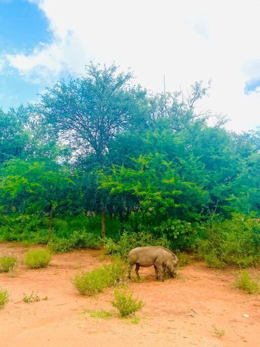 Wildheart Safari - Main Apartment Hoedspruit Luaran gambar