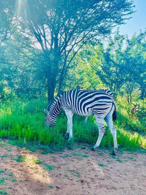 Wildheart Safari - Main Apartment Hoedspruit Luaran gambar