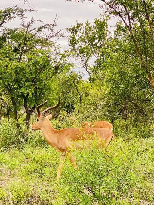 Wildheart Safari - Main Apartment Hoedspruit Luaran gambar