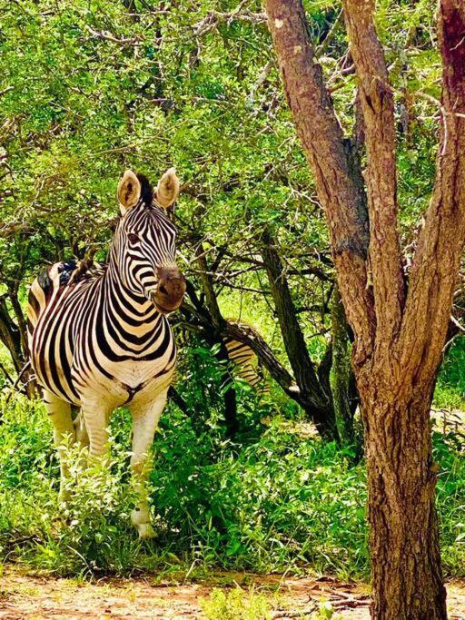 Wildheart Safari - Main Apartment Hoedspruit Luaran gambar