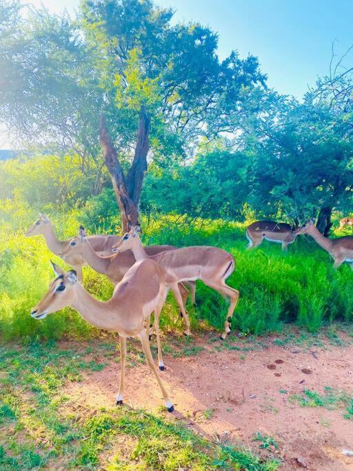 Wildheart Safari - Main Apartment Hoedspruit Luaran gambar